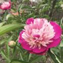 Paeonia lactiflora 'Cora Stubbs'