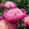 Paeonia lactiflora 'Cora Stubbs'