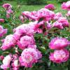 Paeonia lactiflora 'Cora Stubbs'