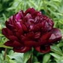 Paeonia 'Mons. Martin Cahuzac'