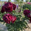 Paeonia 'Mons. Martin Cahuzac'
