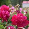 Paeonia lactiflora 'Instituteur Doriat'