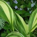 Aspidistra elatior 'Variegata'