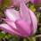 Magnolia x liliflora 'Susan'
