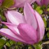 Magnolia x liliflora 'Susan'