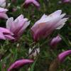 Magnolia x liliflora 'Susan'