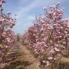 Magnolia x liliflora 'Susan'