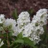 Syringa vulgaris 'Madame Florent Stepman'