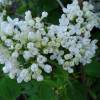 Syringa vulgaris 'Madame Florent Stepman'