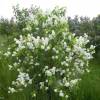 Syringa vulgaris 'Madame Florent Stepman'