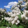 Syringa vulgaris 'Madame Florent Stepman'