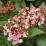 Viburnum tinus 'Eve Price'