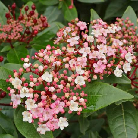 Viburnum tinus 'Eve Price'