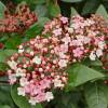 Viburnum tinus 'Eve Price'
