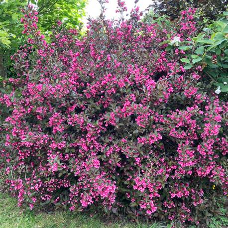 Weigela florida 'Alexandra'