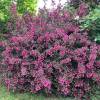 Weigela florida 'Alexandra'