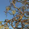 Corylus avellana 'Contorta'