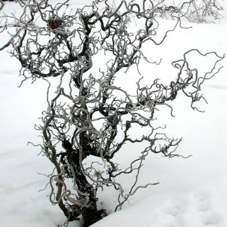 Corylus avellana 'Contorta'