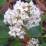 Bergenia cordifolia 'Bressingham White'