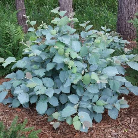 Fothergilla x intermedia 'Blue Shadow'