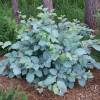 Fothergilla x intermedia 'Blue Shadow'