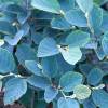 Fothergilla x intermedia 'Blue Shadow'