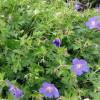 Geranium  himalayense
