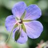 Geranium  himalayense