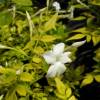Jasminum officinale 'Fiona Sunrise' (gelsomino)