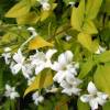 Jasminum officinale 'Fiona Sunrise' (gelsomino)