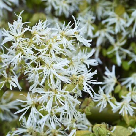 Loropetalum chinense