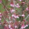 Prunus incisa x campanulata 'Okame