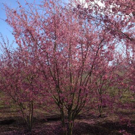 Prunus incisa x campanulata 'Okame