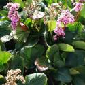 Bergenia crassifolia
