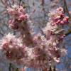 Prunus × subhirtella 'Autumnalis Rosea'