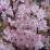 Prunus × subhirtella 'Autumnalis Rosea'