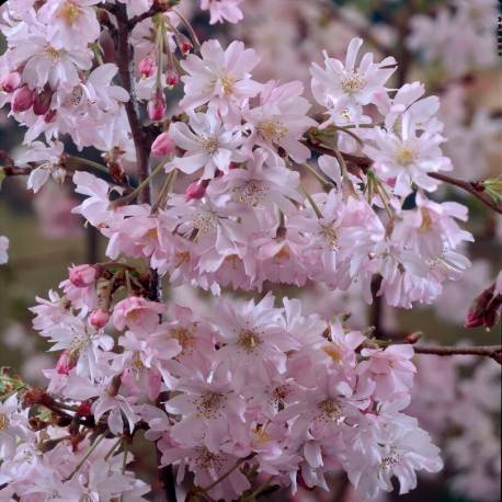 Prunus × subhirtella 'Autumnalis Rosea'