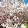 Prunus incisa 'The Bride'