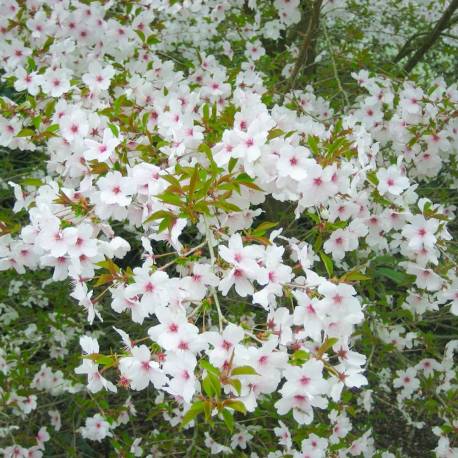 Prunus incisa 'The Bride'