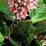 Bergenia ciliata ‘Dumbo’