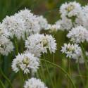 Allium amplectens 'Graceful Beauty'