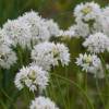 Allium amplectens 'Graceful Beauty'