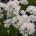 Allium amplectens 'Graceful Beauty'