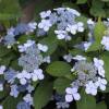 Hydrangea serrata 'Blue Bird'
