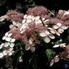 Hydrangea serrata 'Blue Bird'