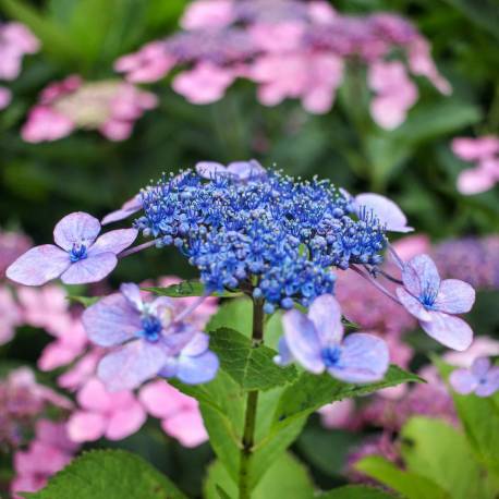 Macleaya microcarpa 'Kelway's Coral Plume'