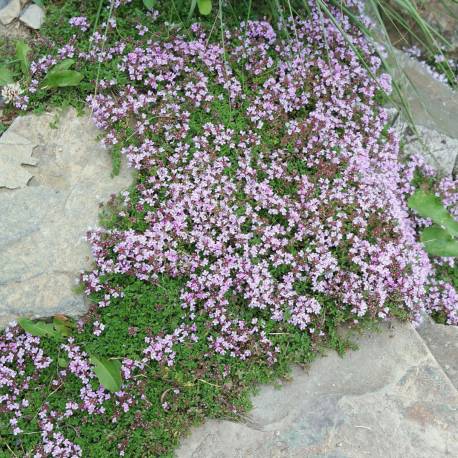 Thymus serpyllum
