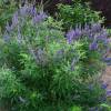 Vitex agnus-castus 'Delta Blues'