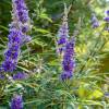 Vitex agnus-castus 'Delta Blues'