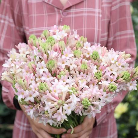 Polianthes tuberosa 'Sensation'